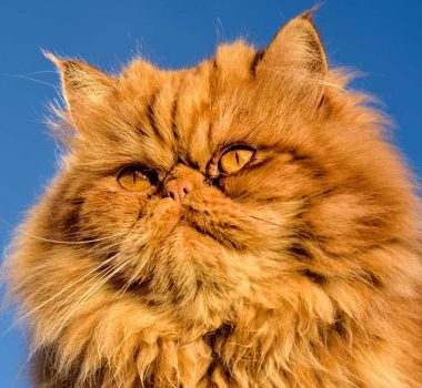 Everything-You-Need-to-Know-About-Persian-Cats