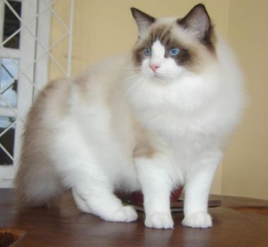 Ragdoll-uptocat