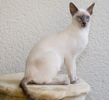 Siamese-cat-uptocat