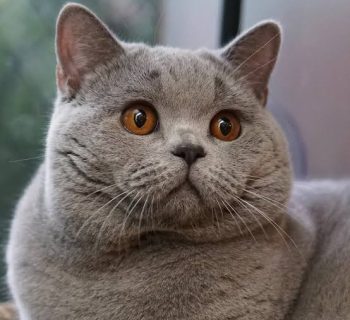 british-shorthair-uptocat